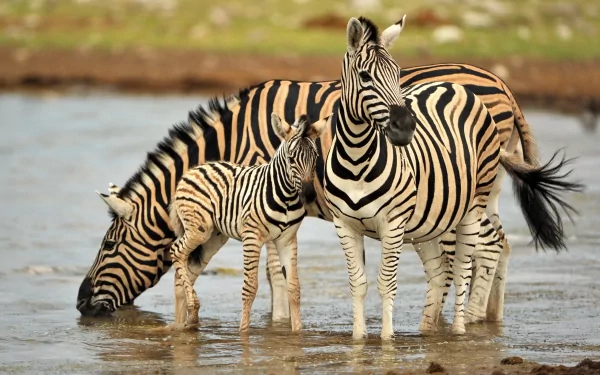 A captivating HD desktop wallpaper featuring a group of zebras, including a mother and her calf, drinking water by a serene landscape. The striking patterns of their fur stand out beautifully.