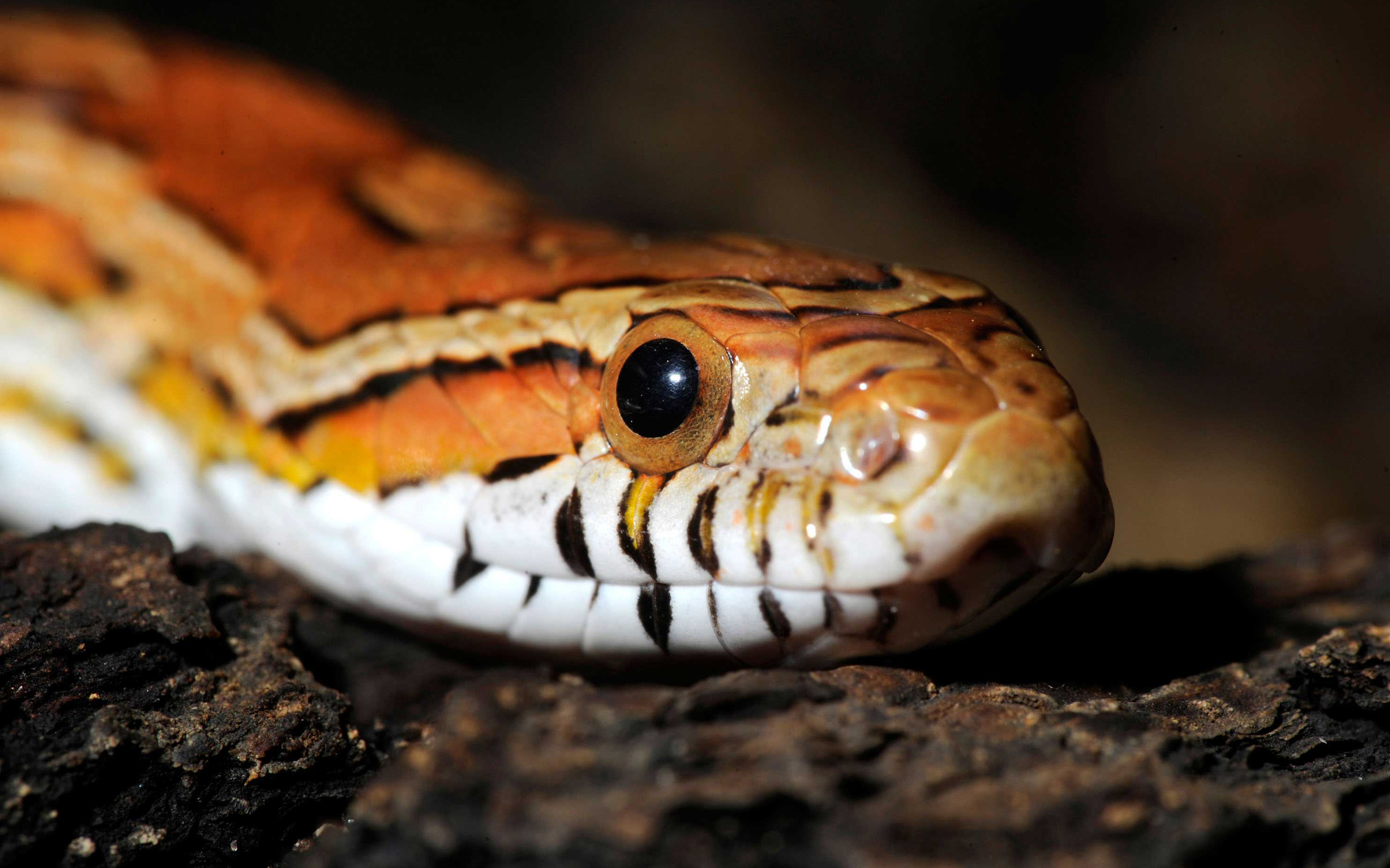 Download Animal Snake HD Wallpaper