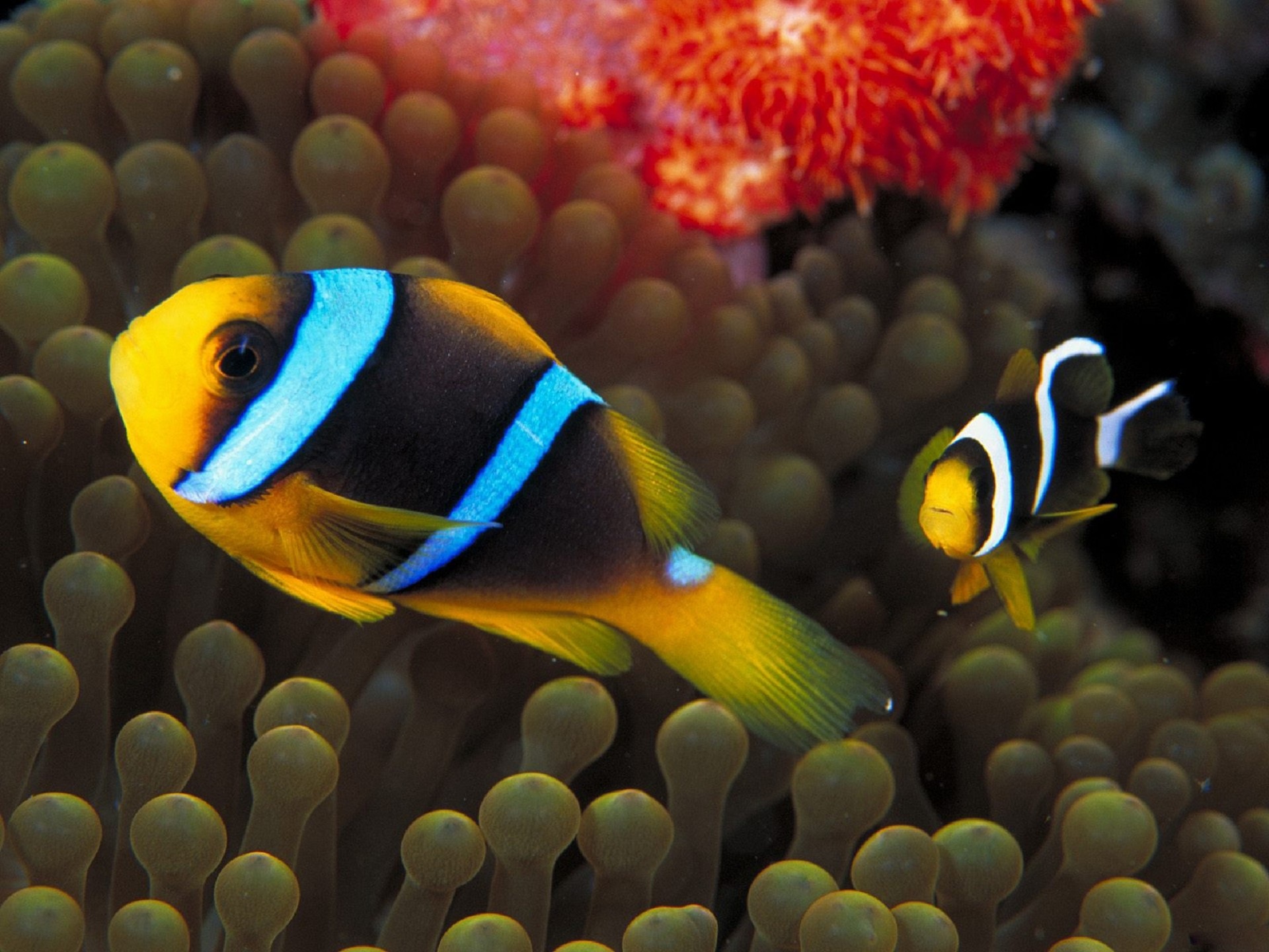 Animal Clownfish HD Wallpaper | Background Image