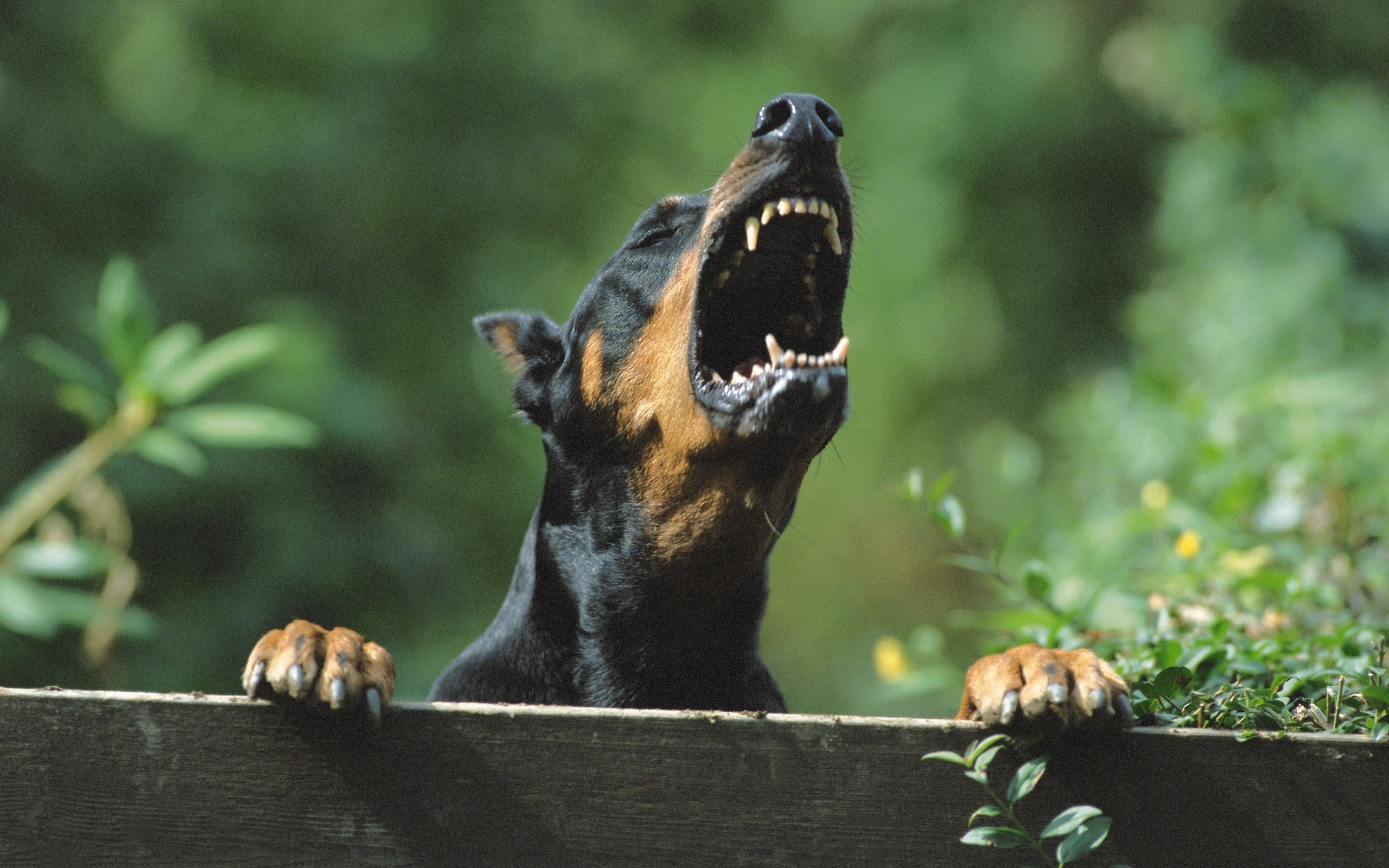 Animal Doberman Pinscher HD Wallpaper