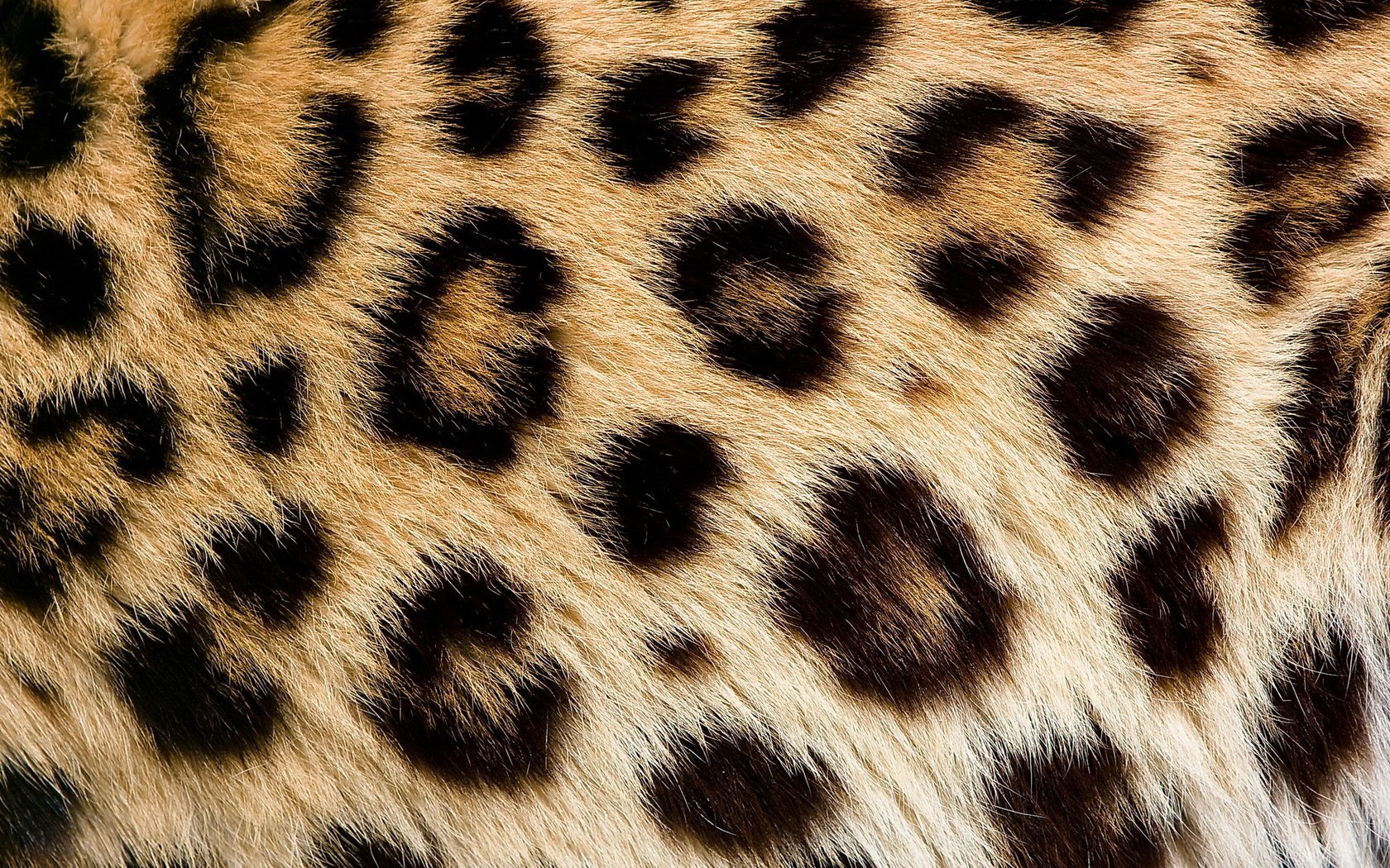 Leopard Skin Wallpaper Hd
