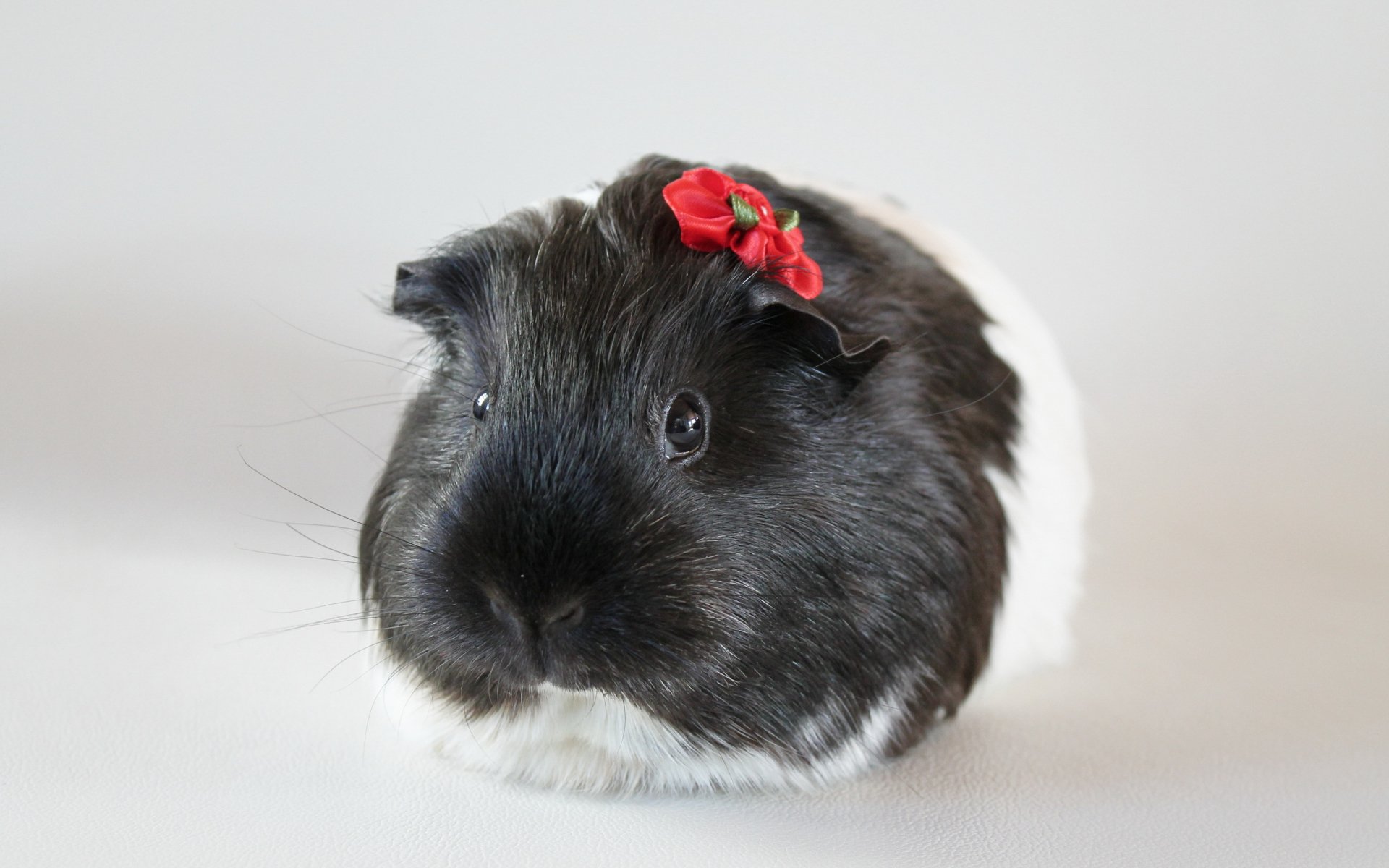 HD desktop wallpaper featuring a close-up of a black and white guinea pig adorned with a red flower on its head against a plain white background.