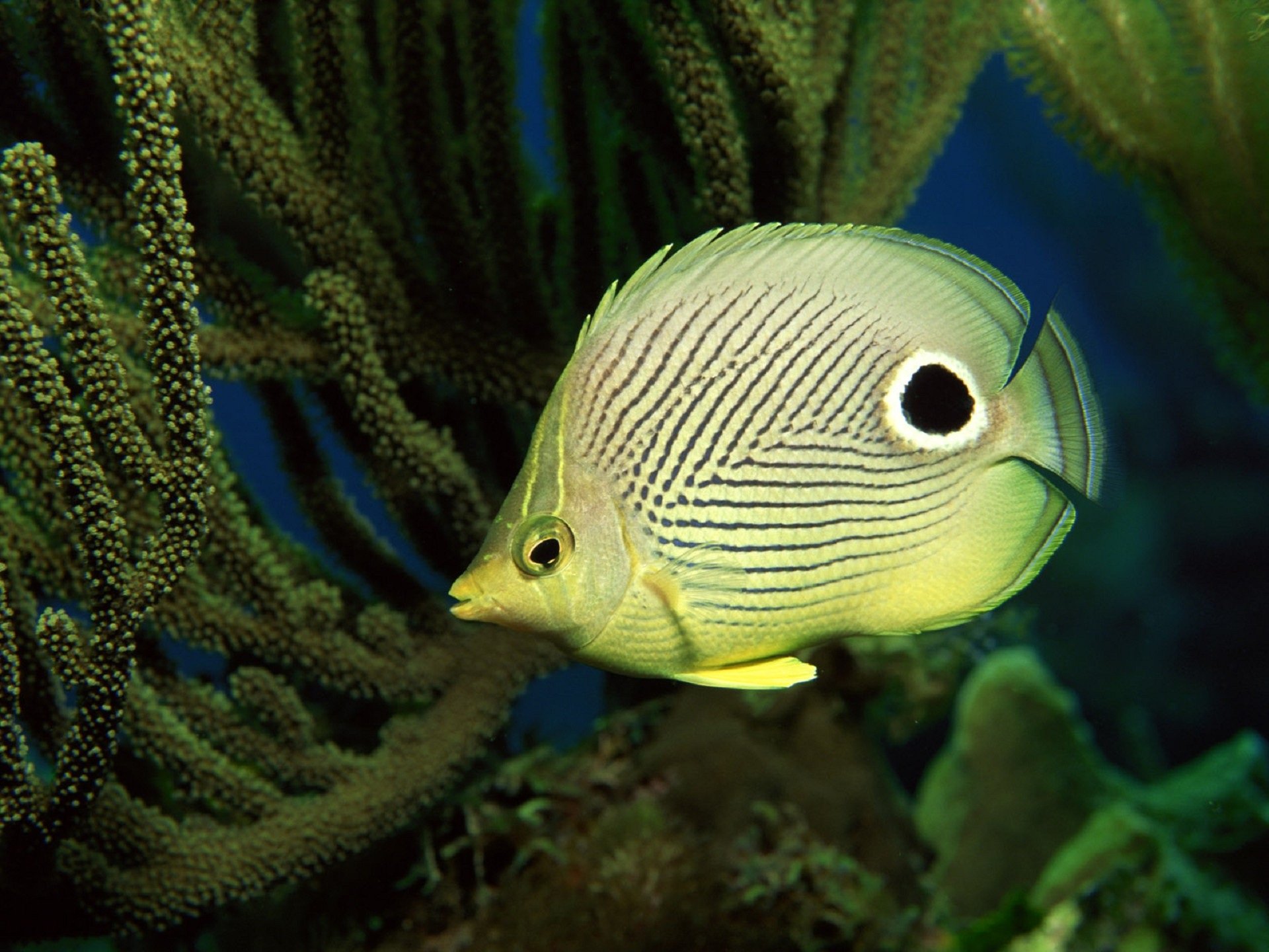 HD PC desktop wallpaper background showing a striped yellow-green butterflyfish (animal) with a black eyespot, gliding among coral and sea fans.