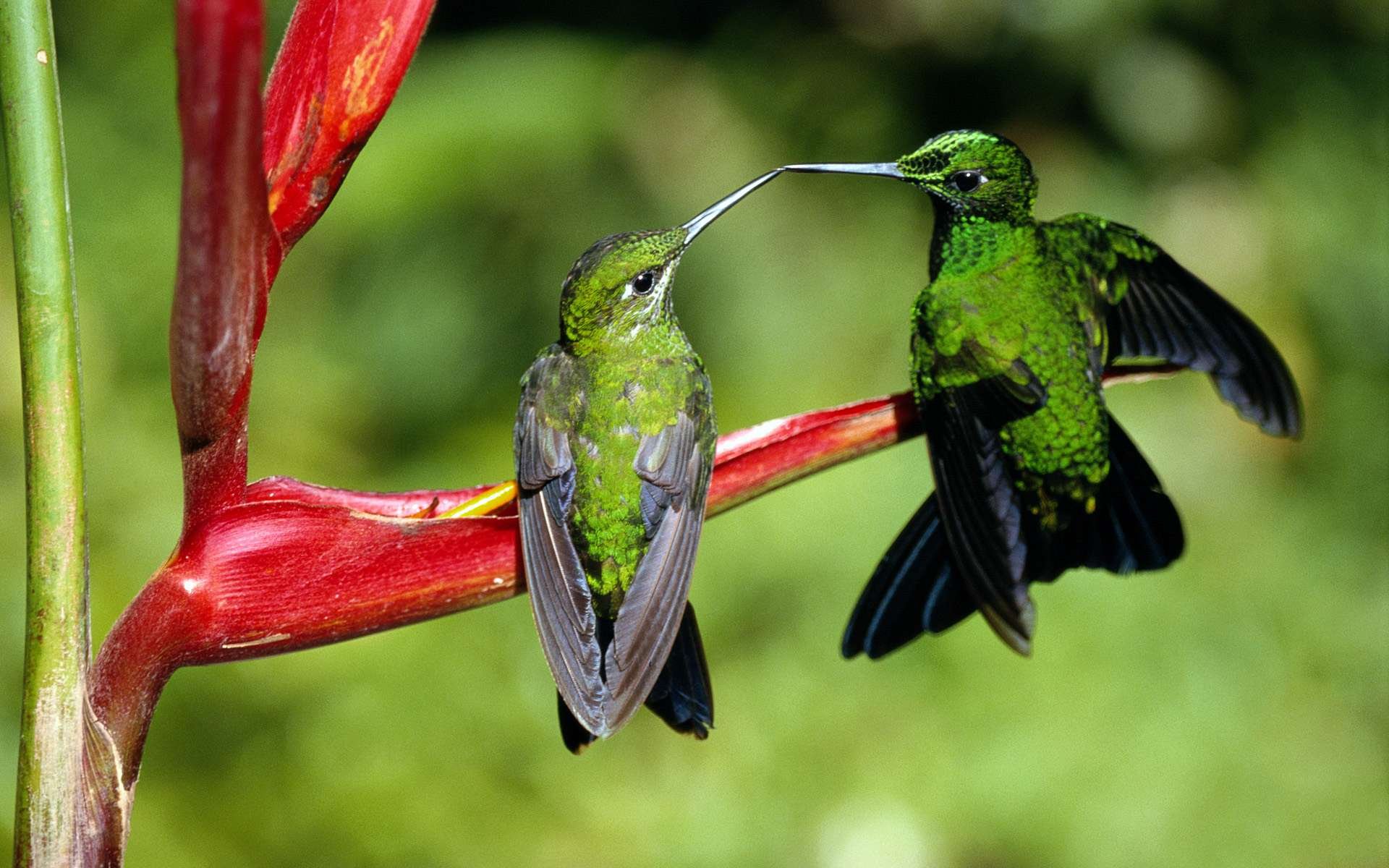 Colibrí Full HD Fondo de Pantalla and Fondo de Escritorio | 1920x1200