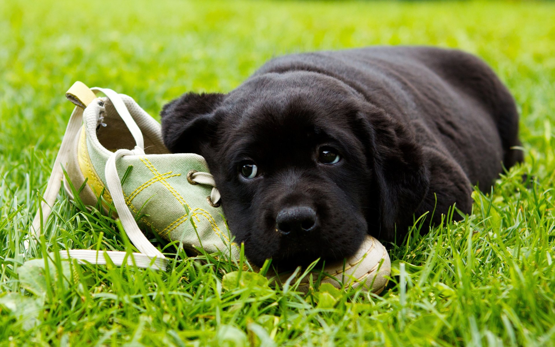 Download Animal Dog HD Wallpaper | 2560x1600 | Wallpaper Abyss