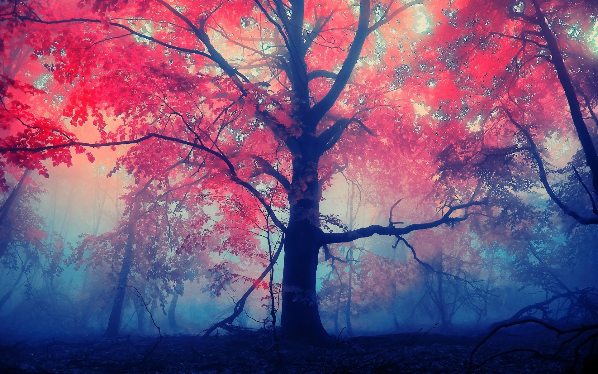 HD desktop wallpaper featuring a serene fall scene with a misty forest and vibrant red foliage.