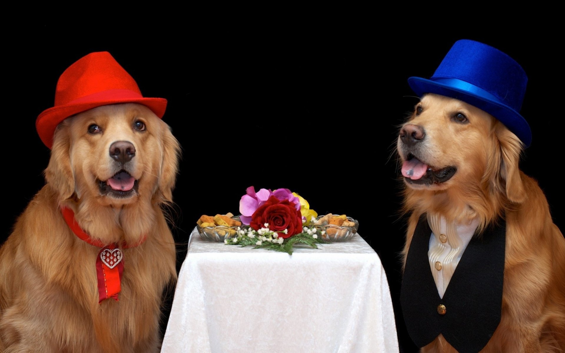 Two golden retrievers wearing colorful hats sit at a table adorned with flowers and treats, against a dark background. This HD wallpaper captures a charming animal moment.