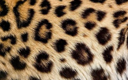  Leopard Skin