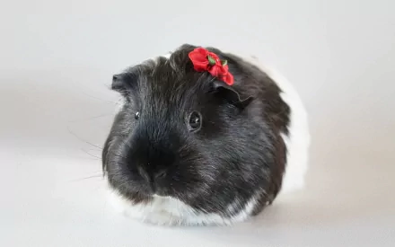 HD desktop wallpaper featuring a close-up of a black and white guinea pig adorned with a red flower on its head against a plain white background.