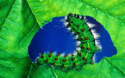 HD desktop wallpaper featuring a vibrant green caterpillar with red spots and white hairs on a bright green leaf against a deep blue background.