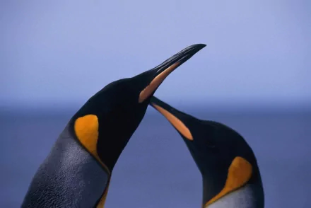 Two king penguins touch beaks against a soft blue horizon — 2K Quad HD PC desktop wallpaper/background of an animal (penguin).