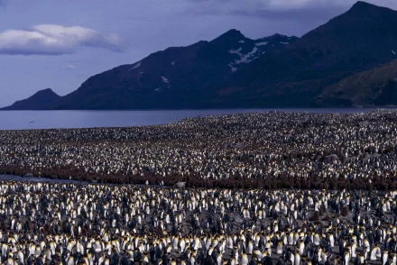 2K Quad HD PC desktop wallpaper: vast colony of penguins filling a coastal plain with calm sea, mountains and a cloudy sky.