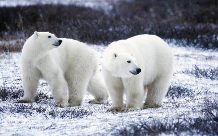 HD desktop wallpaper featuring two polar bears, mammals standing on snowy ground with a blurred natural background.