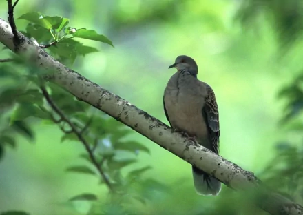 HD desktop wallpaper featuring a dove perched on a tree branch surrounded by vibrant green foliage.