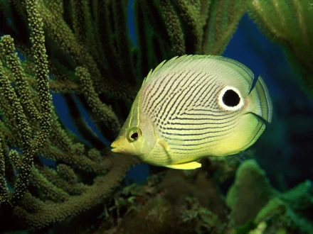 HD PC desktop wallpaper background showing a striped yellow-green butterflyfish (animal) with a black eyespot, gliding among coral and sea fans.