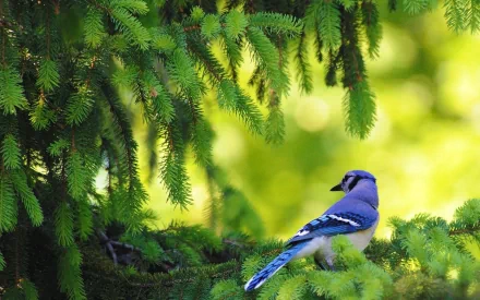 HD desktop wallpaper featuring a vibrant blue jay perched on lush green pine branches against a blurred natural background.