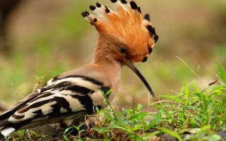 A vibrant hoopoe bird with a striking orange crest stands amidst green grass, captured in high definition for a stunning desktop wallpaper and background.
