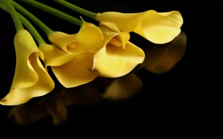 Yellow calla lily flowers on a black background, nature close-up with soft reflections — HD PC desktop wallpaper and background.