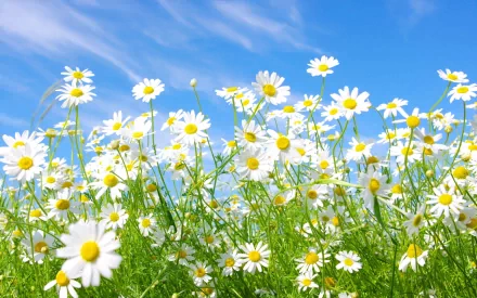 A vibrant field of white daisies and camomile flowers under a clear blue sky, capturing the essence of spring and nature in a beautiful HD desktop wallpaper.