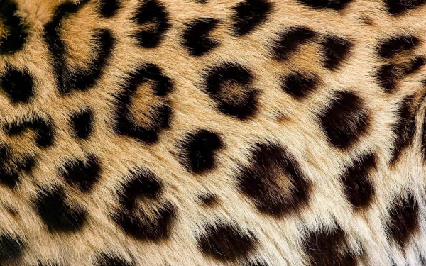 HD PC desktop wallpaper featuring an abstract, textured close-up of leopard fur with rich golden and black spots.