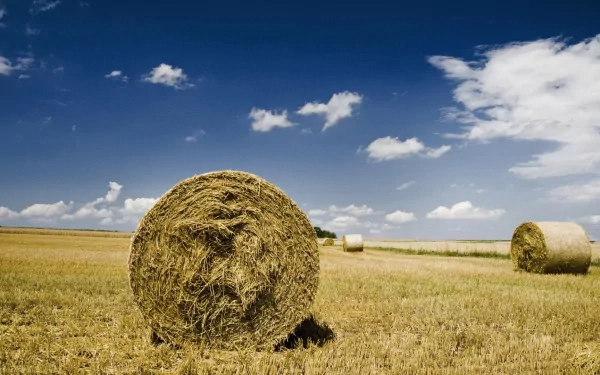 nature haystack HD Desktop Wallpaper | Background Image