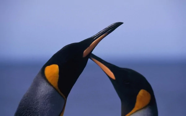 Two king penguins touch beaks against a soft blue horizon — 2K Quad HD PC desktop wallpaper/background of an animal (penguin).