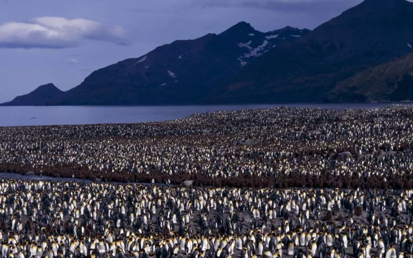 2K Quad HD PC desktop wallpaper: vast colony of penguins filling a coastal plain with calm sea, mountains and a cloudy sky.