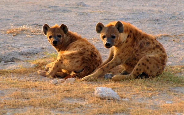 HD desktop wallpaper featuring two spotted hyenas resting on dry grass in a natural setting.