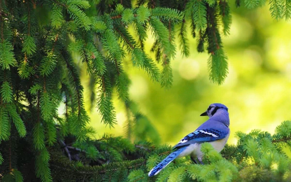 HD desktop wallpaper featuring a vibrant blue jay perched on lush green pine branches against a blurred natural background.