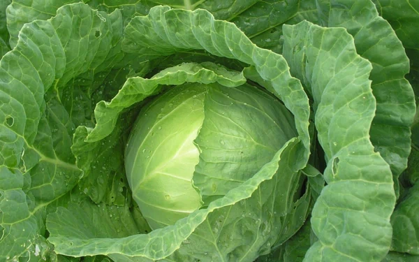 HD desktop wallpaper featuring a close-up of fresh, green cabbage leaves, highlighting the texture and vibrant color of the food.