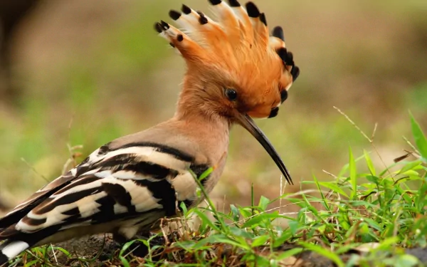 A vibrant hoopoe bird with a striking orange crest stands amidst green grass, captured in high definition for a stunning desktop wallpaper and background.