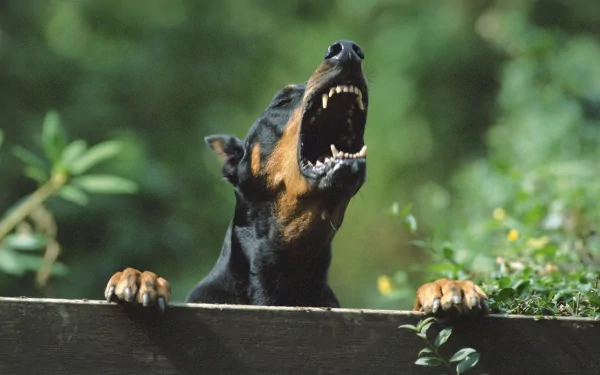 A Doberman Pinscher barks enthusiastically from behind a wooden fence, surrounded by greenery. This HD image serves as a striking desktop wallpaper and background.