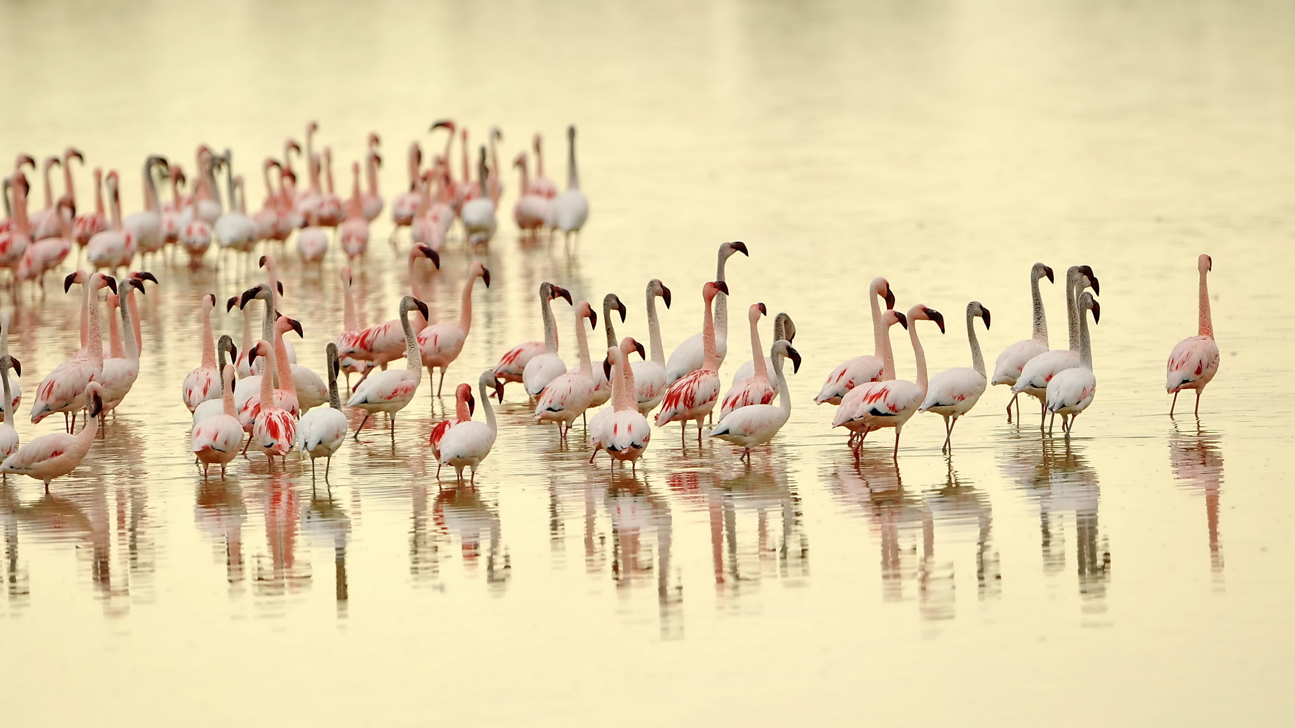 Flamingo Full HD Wallpaper And Background 2560x1440 ID368019