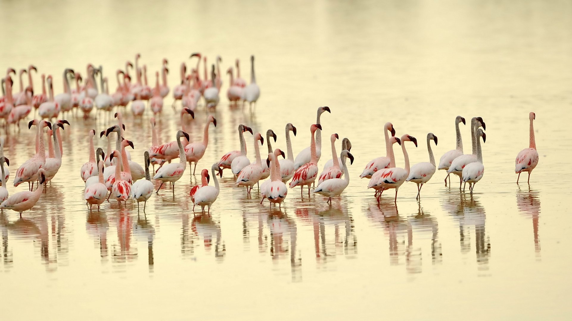 2K Quad HD PC desktop wallpaper featuring a flock of pink flamingos (animal) wading in golden shallow water, their reflections rippling across the surface.