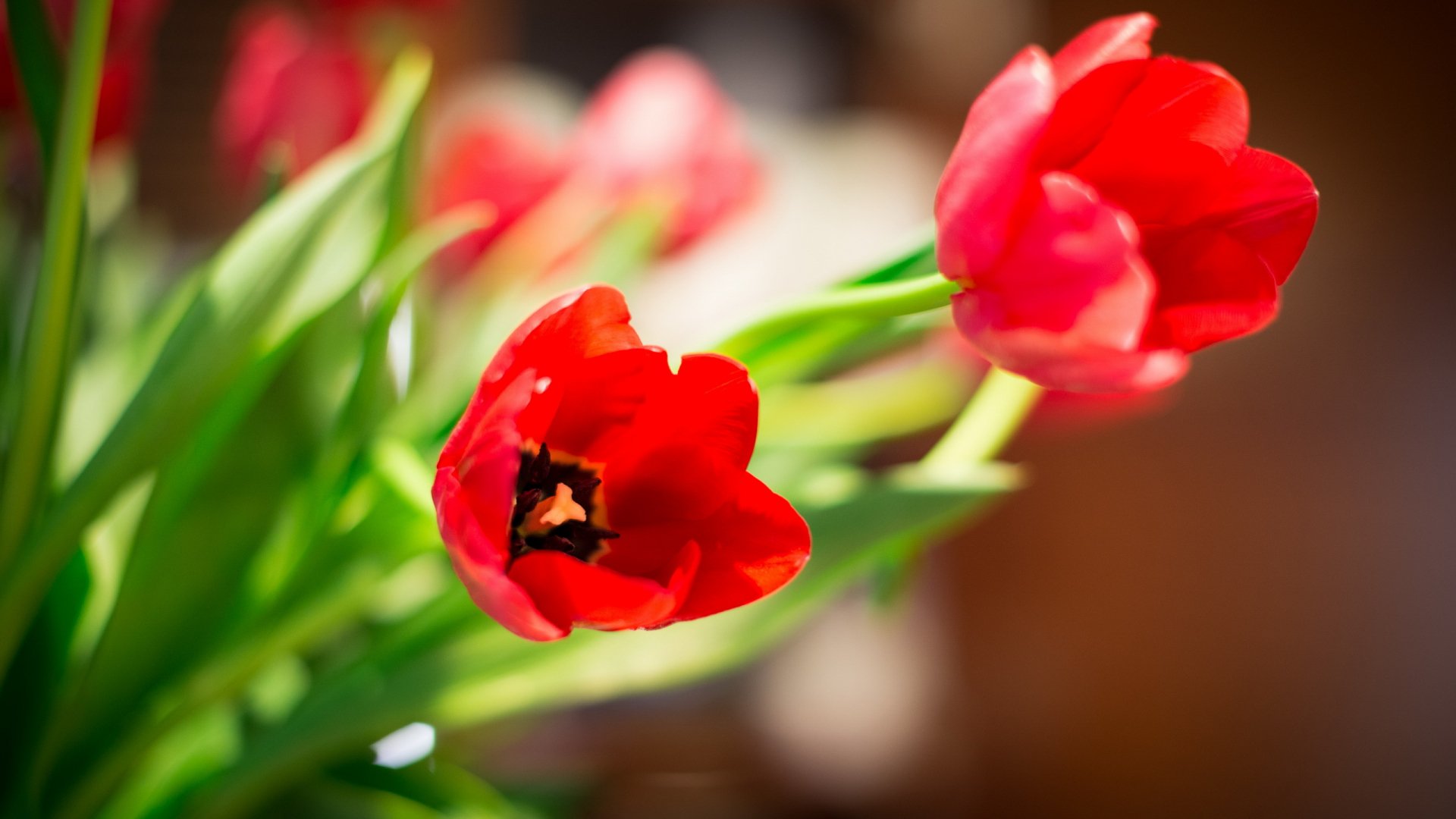 Close-up of red tulips with green stems and soft bokeh background, nature scene rendered as a 2K Quad HD PC desktop wallpaper and background.