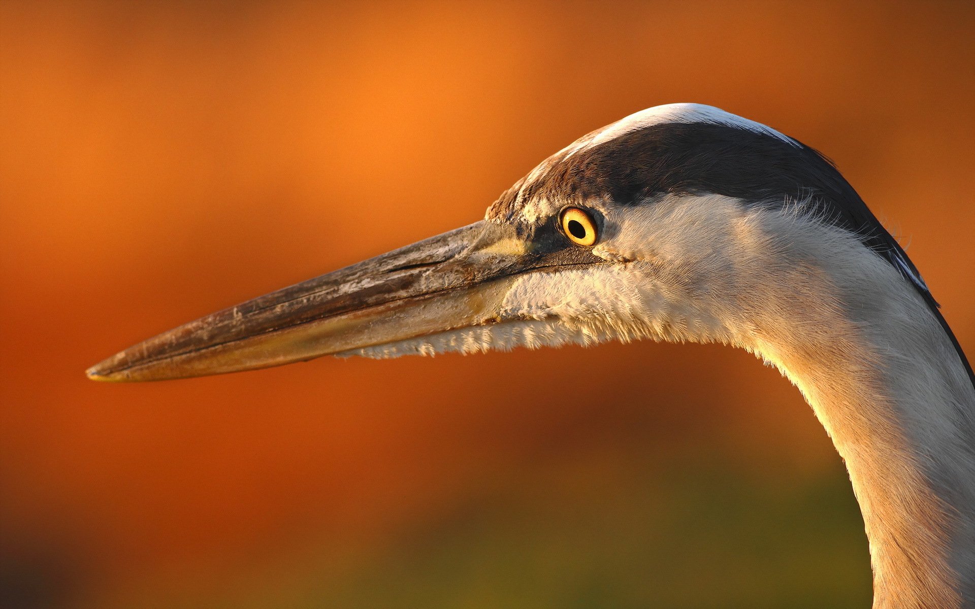 Download Animal Bird HD Wallpaper