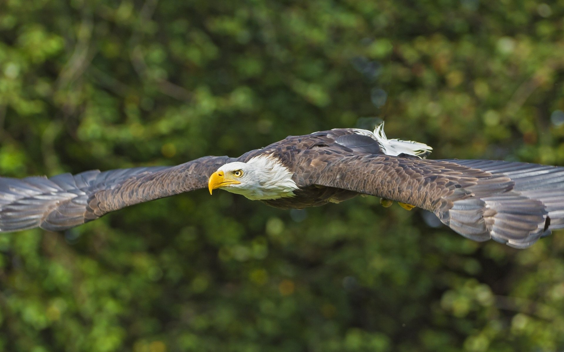 Bald Eagle HD Wallpaper | Background Image | 2560x1600