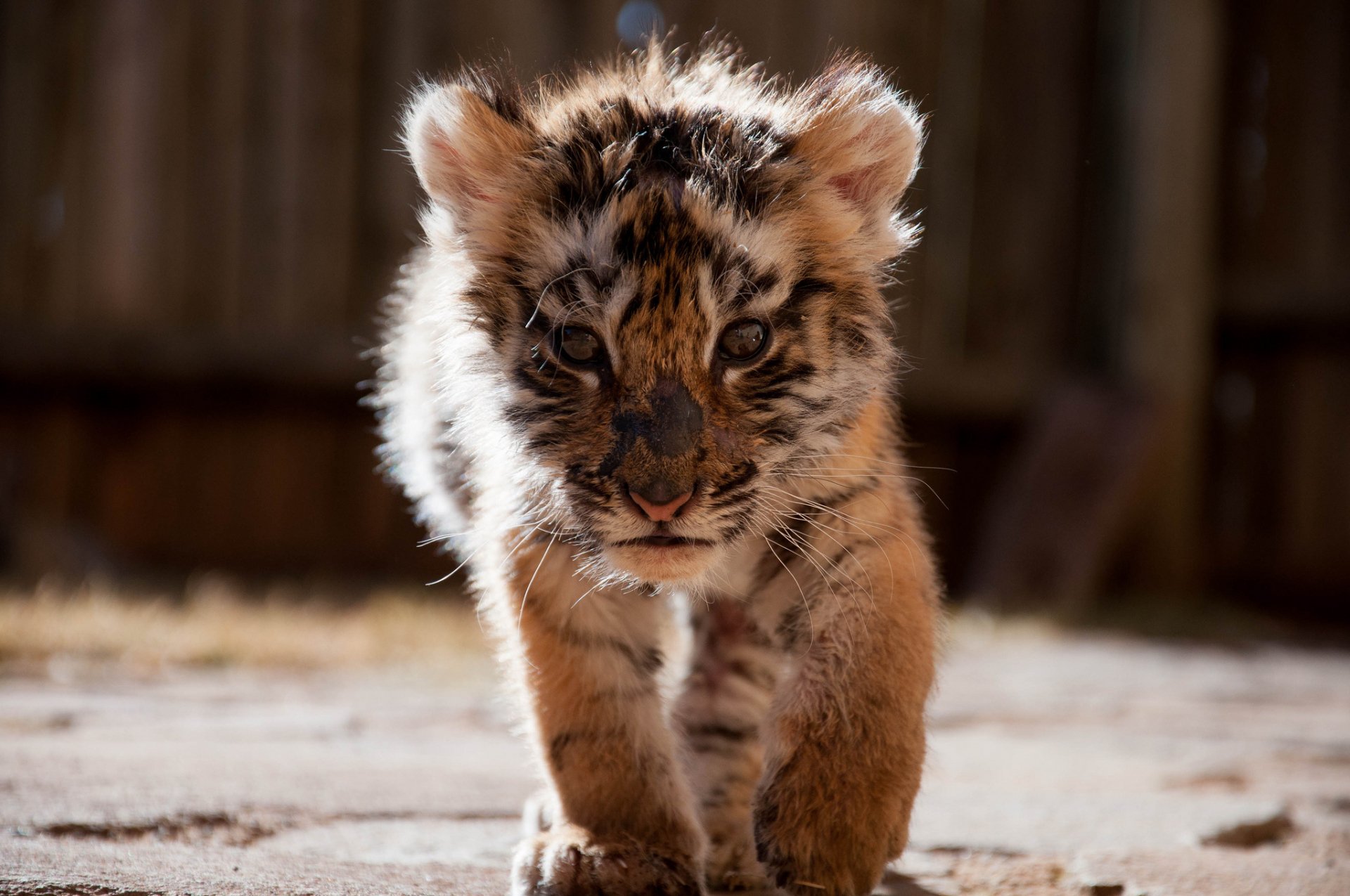 HD PC desktop wallpaper featuring a close-up of a young tiger cub walking towards the camera with a blurred natural background.