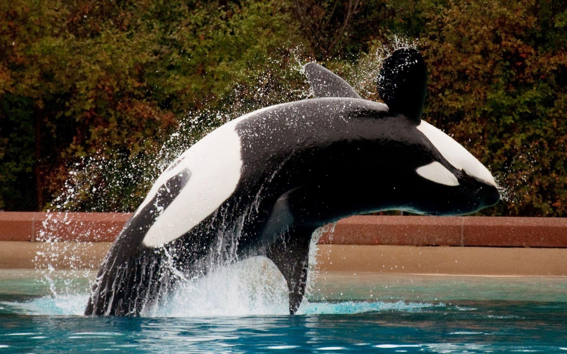 Majestic Orca HD Wallpaper: Dive into Nature's Beauty by orca