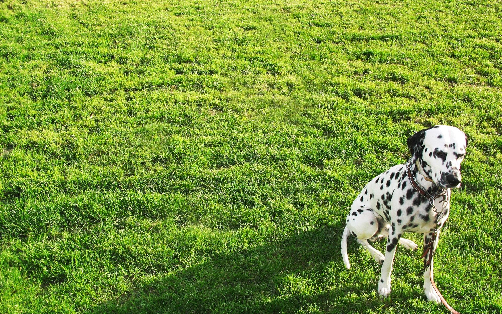 HD PC desktop wallpaper featuring a Dalmatian dog standing on vibrant green grass under bright sunlight.