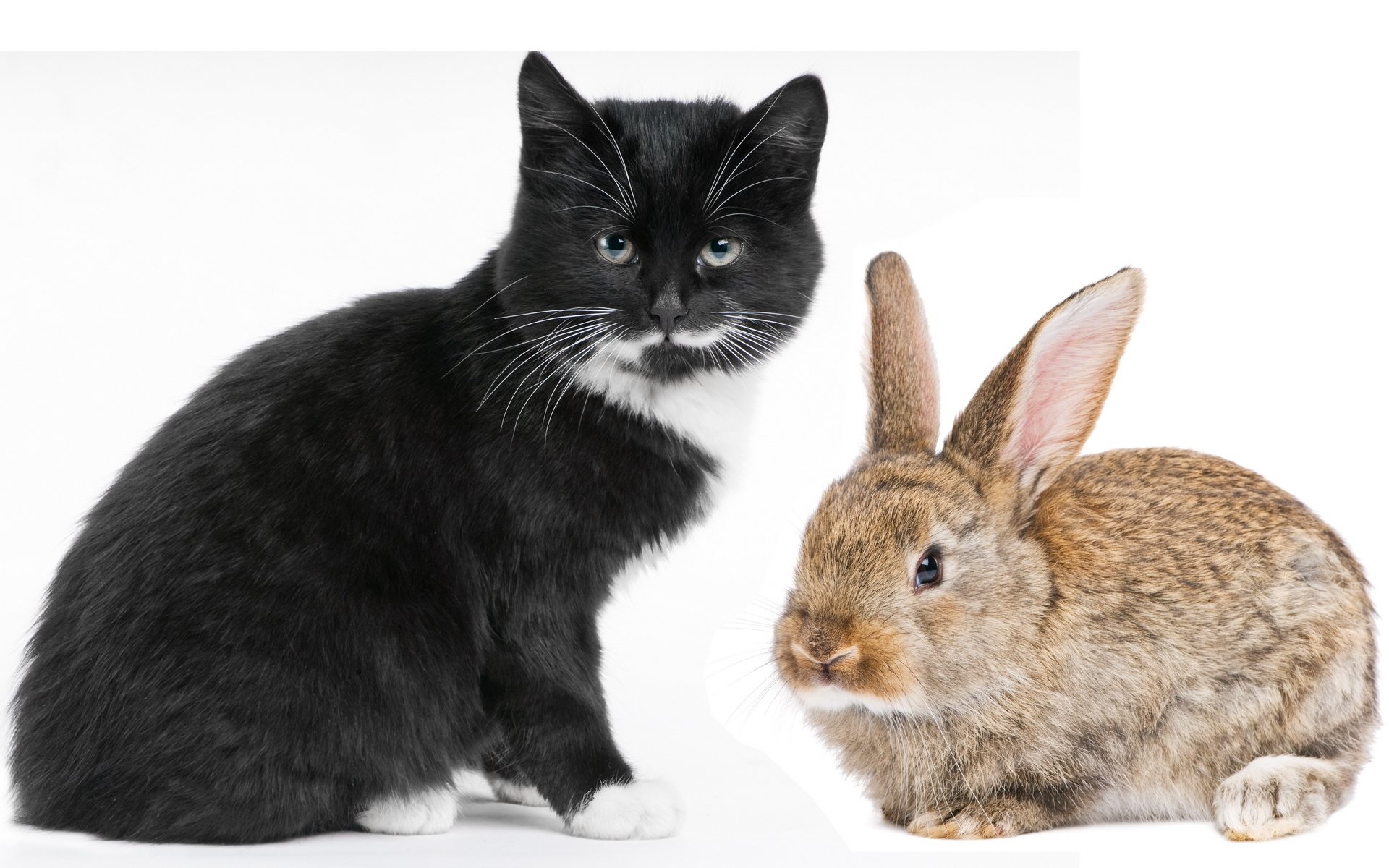Adorable Rabbit & Cat HD Wallpaper – Cute Animal Duo Delight ...