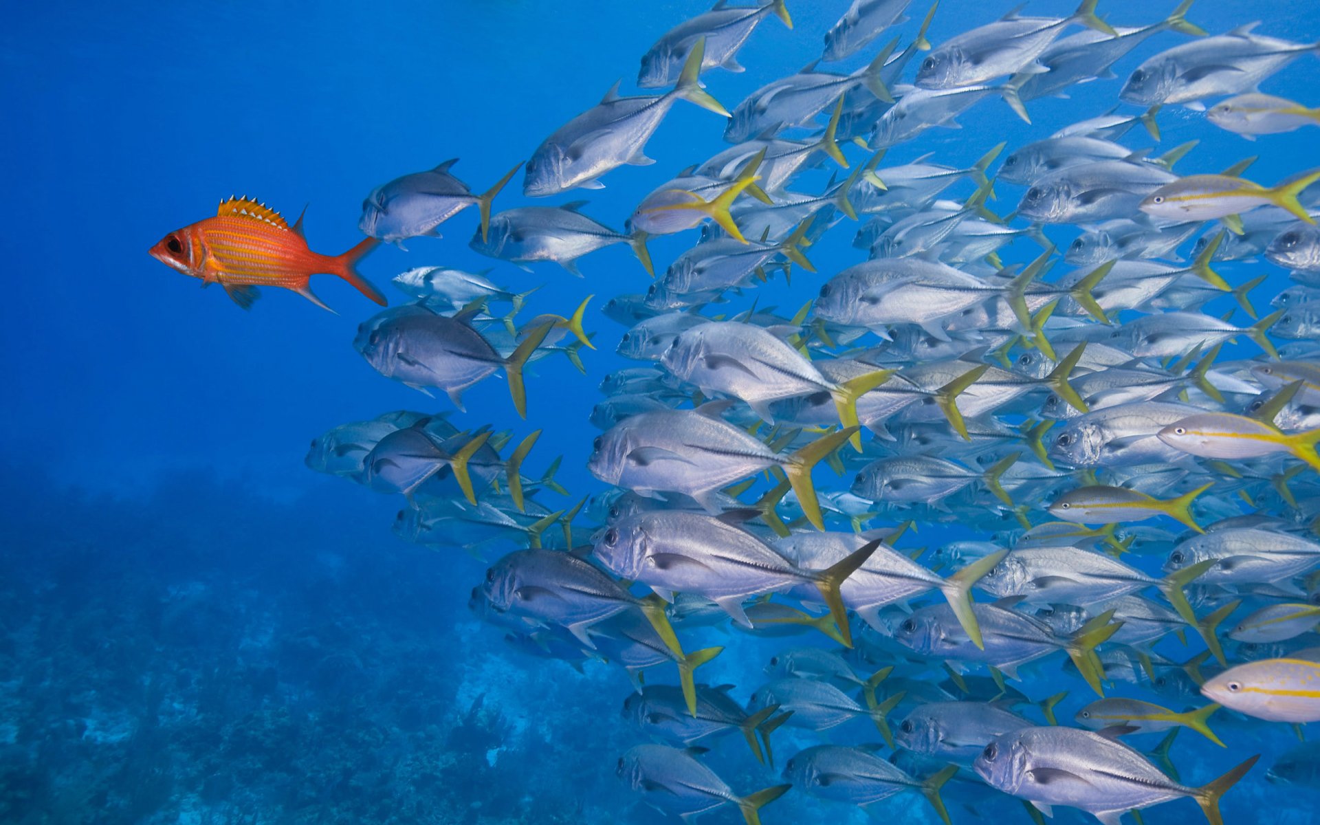 2K Quad HD PC desktop wallpaper and background: lone orange fish swims among a dense school of silver fish in clear blue ocean.