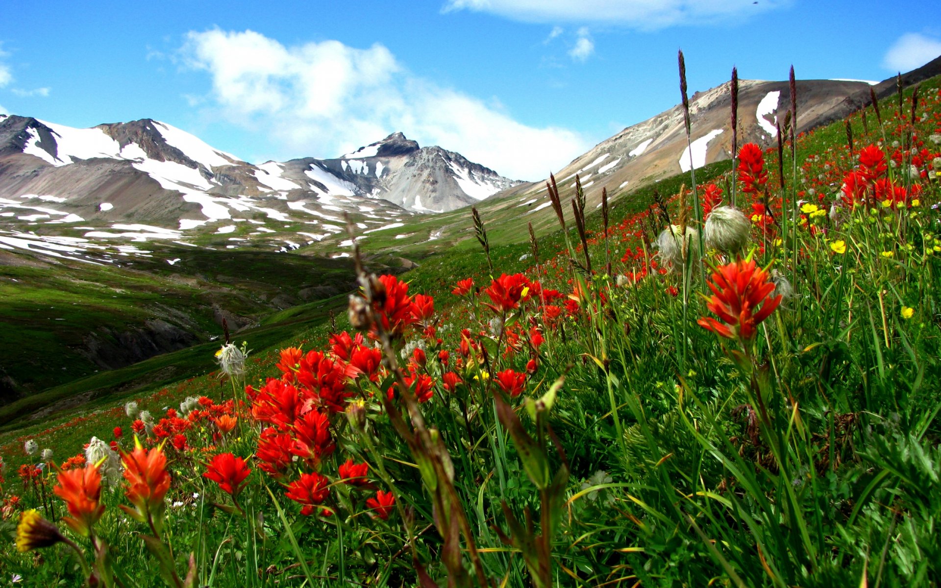HD PC desktop wallpaper featuring vibrant wildflowers in full bloom on a green mountain slope beneath a bright blue sky with scattered clouds.