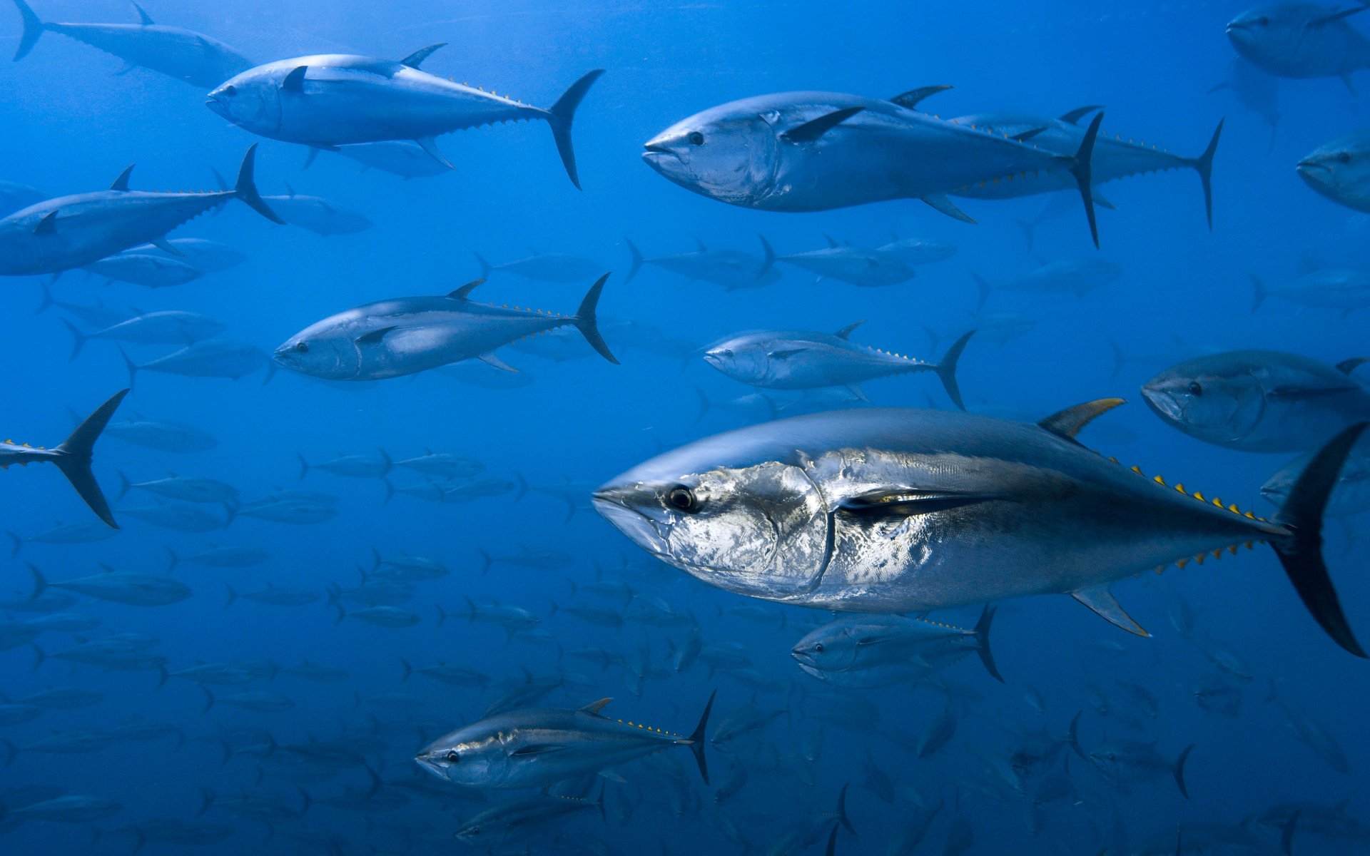Tuna HD Wallpapers and Backgrounds