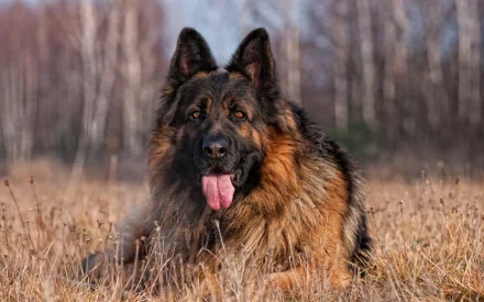 HD desktop wallpaper featuring a German Shepherd lying in a field of tall grass, with a background of bare trees.