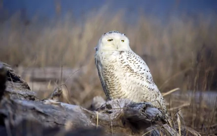 Snowy owl perched on weathered driftwood among dry grasses under a soft blue sky - HD PC desktop wallpaper background.