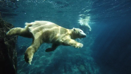 A polar bear swimming underwater, captured in HD for a striking PC desktop wallpaper and background.