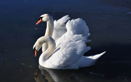 Two elegant mute swans glide gracefully over a serene surface, their feathers beautifully fanned out, captured in stunning detail for a HD desktop wallpaper or background.