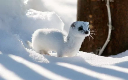 HD desktop wallpaper featuring a white ferret standing on snow near a tree trunk, showcasing the animal's curious expression and sleek fur in a bright winter setting.