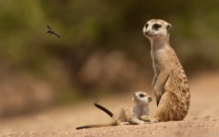 HD desktop wallpaper featuring a close-up of two meerkats in a natural, blurred background with earthy tones.
